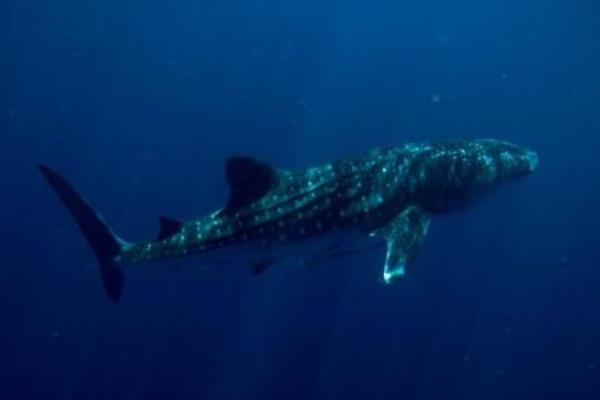 鯊魚是胎生還是卵生 鯊魚種類大全介紹