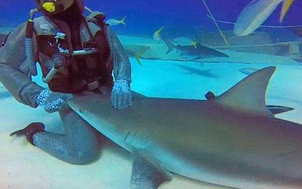 鯊魚是胎生還是卵生 鯊魚種類大全介紹