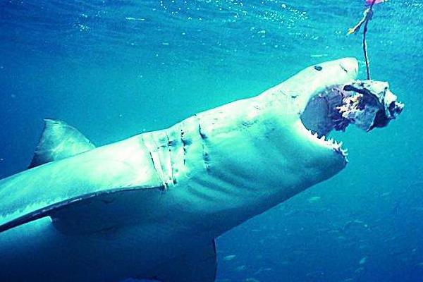 鯊魚是胎生還是卵生 鯊魚種類大全介紹
