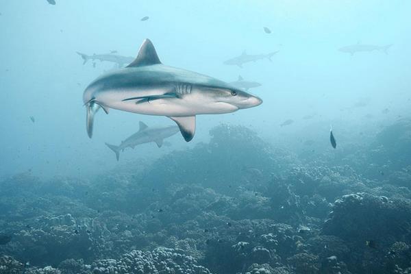 鯊魚肉能吃嗎 鯊魚肉為什么不能吃