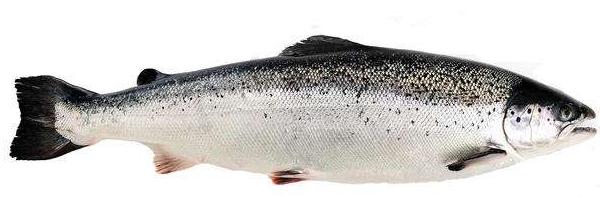 三文魚產地是哪里 國內三文魚都來自哪里