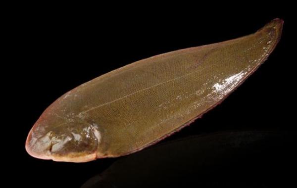 龍利魚是什么魚 龍利魚刺多嗎