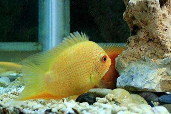 菠蘿魚能和什么魚混養 菠蘿魚一般養幾條