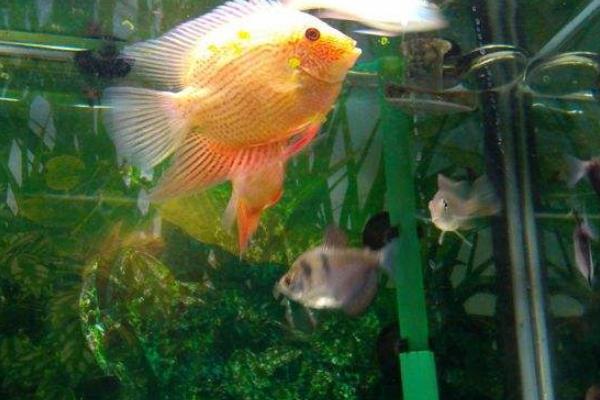 菠蘿魚能和什么魚混養 菠蘿魚一般養幾條