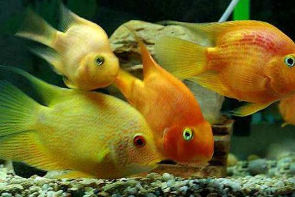 菠蘿魚能和什么魚混養 菠蘿魚一般養幾條