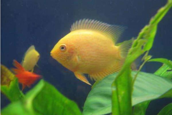 菠蘿魚能和什么魚混養 菠蘿魚一般養幾條