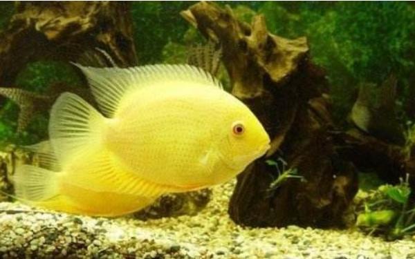 菠蘿魚能和什么魚混養 菠蘿魚一般養幾條