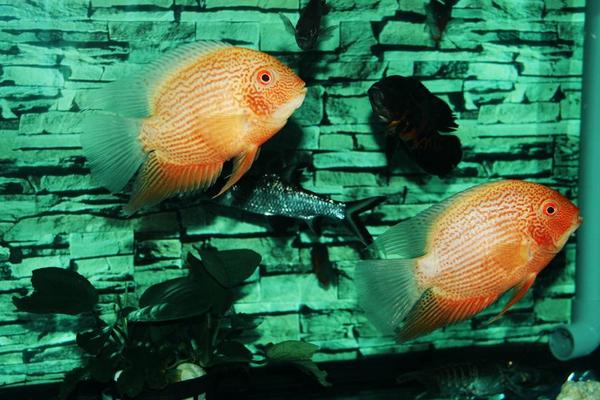 菠蘿魚能和什么魚混養 菠蘿魚一般養幾條