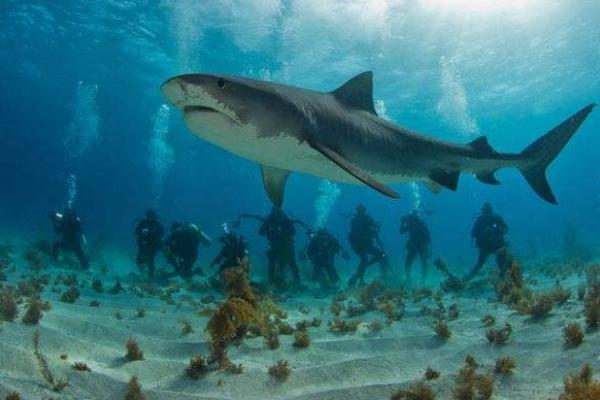 寵物鯊魚市場價格多少錢一只 寵物鯊魚品種大全