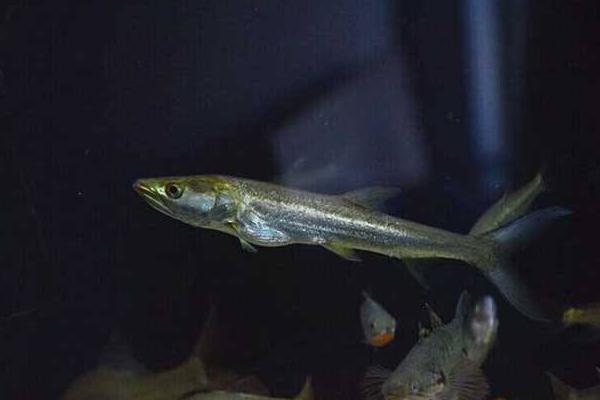 鳡魚是什么魚 鳡魚市場價格多少錢一斤