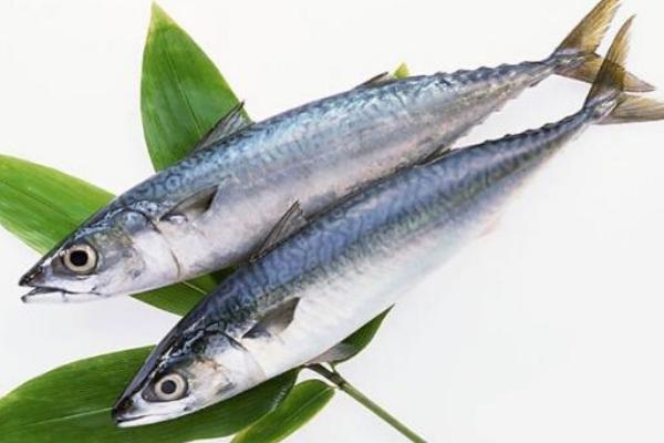 鳡魚是什么魚 鳡魚市場價格多少錢一斤