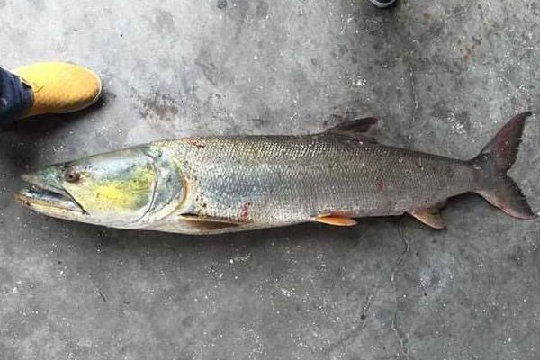 鳡魚是什么魚 鳡魚市場價格多少錢一斤