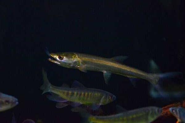 鳡魚是什么魚 鳡魚市場價格多少錢一斤