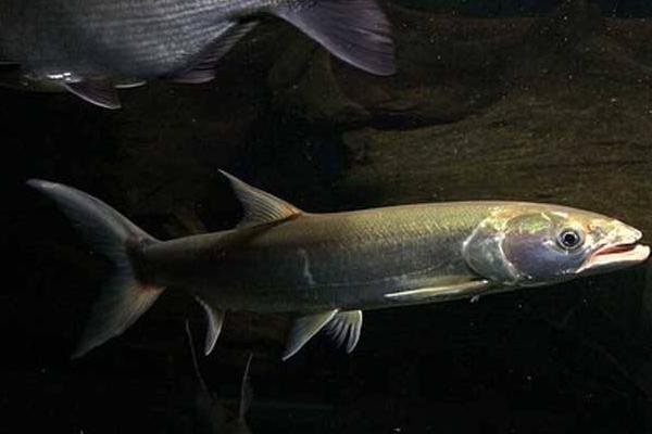 鳡魚是什么魚 鳡魚市場價格多少錢一斤