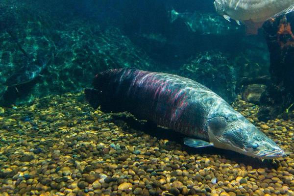 巨骨舌魚市場價格多少錢一條 巨骨舌魚好吃嗎