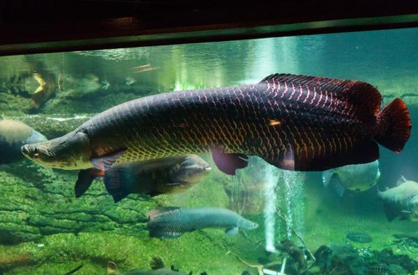 巨骨舌魚市場價格多少錢一條 巨骨舌魚好吃嗎