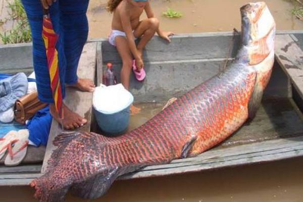 巨骨舌魚市場價格多少錢一條 巨骨舌魚好吃嗎