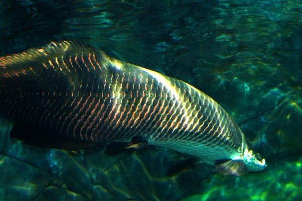 巨骨舌魚市場價格多少錢一條 巨骨舌魚好吃嗎