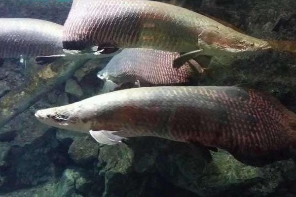 巨骨舌魚市場價格多少錢一條 巨骨舌魚好吃嗎