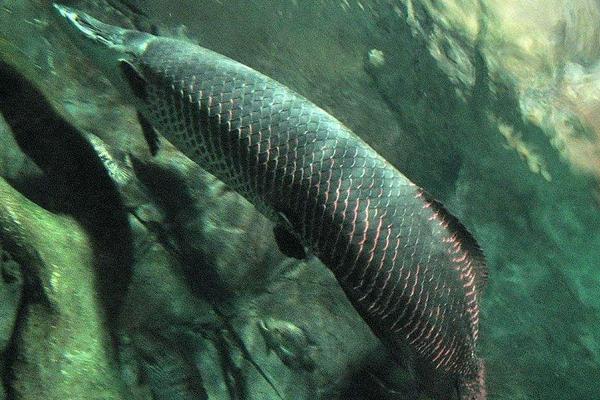 巨骨舌魚市場價格多少錢一條 巨骨舌魚好吃嗎