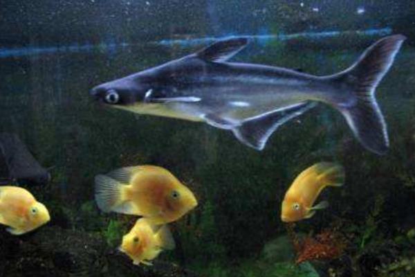 藍(lán)鯊魚市場(chǎng)價(jià)格多少錢一條 藍(lán)鯊魚怎么養(yǎng)