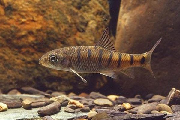 光唇魚(yú)市場(chǎng)價(jià)格多少錢一斤 光唇魚(yú)養(yǎng)殖技術(shù)與注意事項(xiàng)