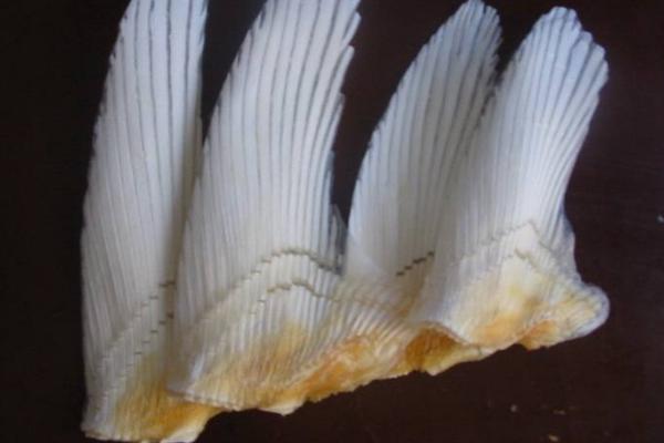 鯊魚骨市場價格多少錢一斤 鯊魚骨怎么做好吃