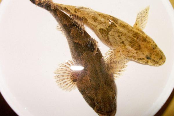 塘鱧魚怎么吃 塘鱧魚功效與作用 塘鱧魚營養價值