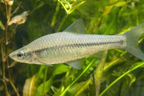 麥穗魚怎么養 麥穗魚養殖技術魚注意事項