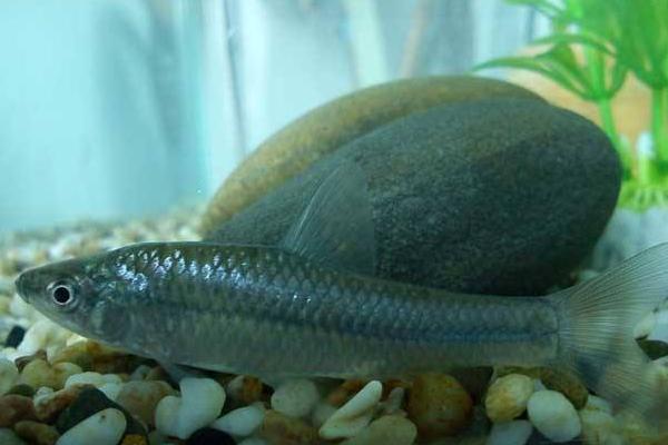 麥穗魚常見疾病有哪些 麥穗魚繁殖方法