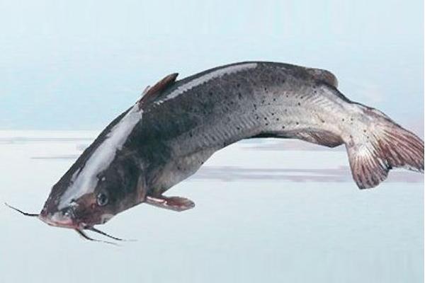 斑點(diǎn)叉尾鮰能吃嗎 斑點(diǎn)叉尾鮰好吃嗎