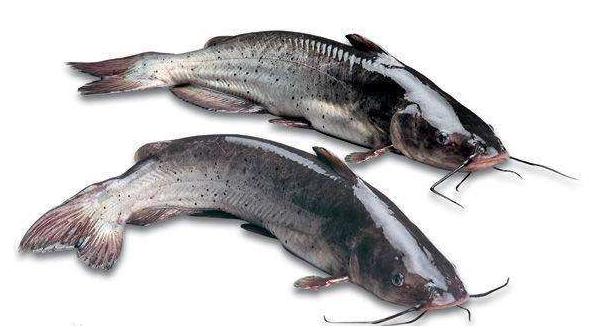 斑點(diǎn)叉尾鮰能吃嗎 斑點(diǎn)叉尾鮰好吃嗎