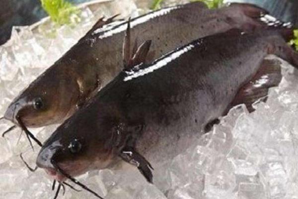 斑點(diǎn)叉尾鮰能吃嗎 斑點(diǎn)叉尾鮰好吃嗎