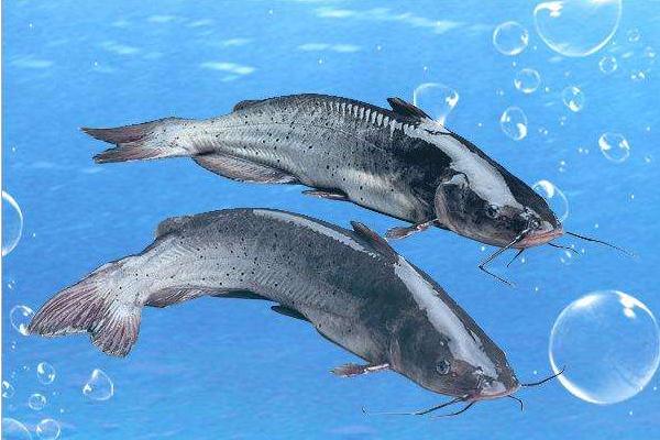 斑點(diǎn)叉尾鮰能吃嗎 斑點(diǎn)叉尾鮰好吃嗎