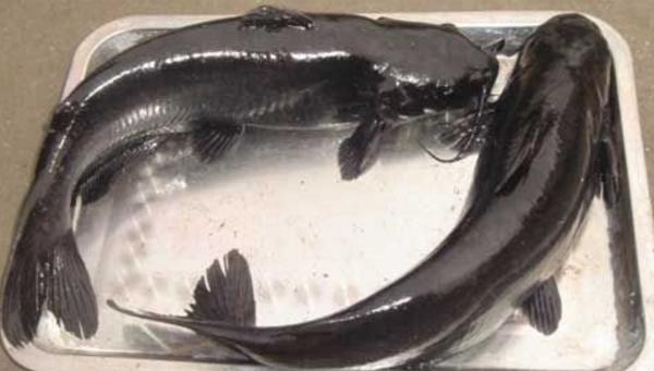 斑點(diǎn)叉尾鮰能吃嗎 斑點(diǎn)叉尾鮰好吃嗎