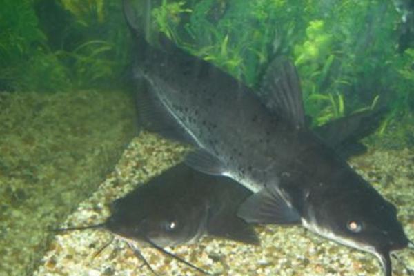 斑點(diǎn)叉尾鮰能吃嗎 斑點(diǎn)叉尾鮰好吃嗎