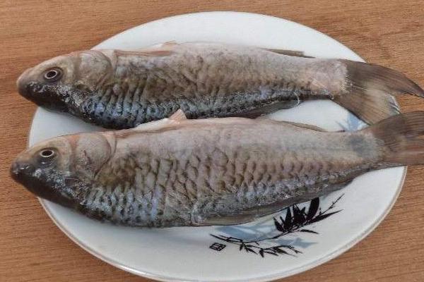 白鯽魚怎么做好吃又簡單 白鯽魚營養價值及功效