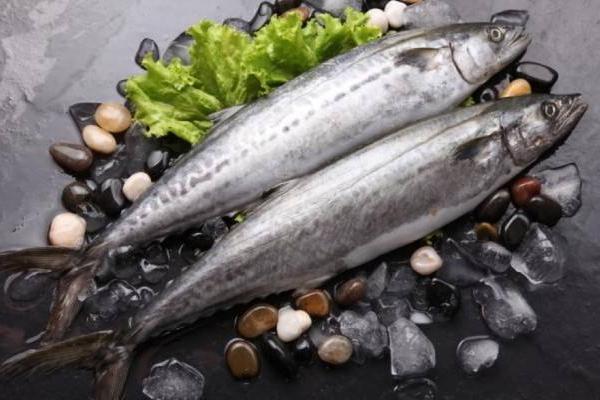 馬鮫魚的功效與作用及禁忌 馬鮫魚營養價值