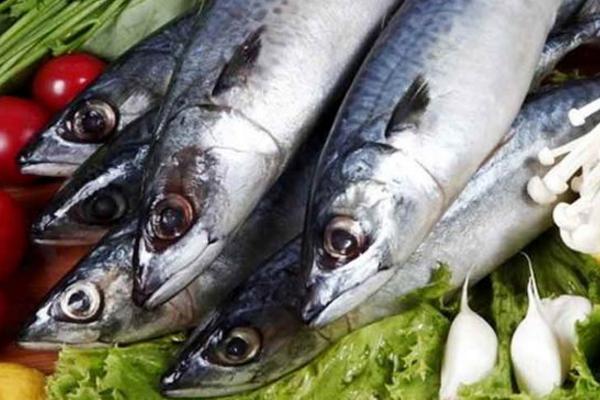 馬鮫魚的功效與作用及禁忌 馬鮫魚營養價值