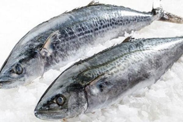 馬鮫魚的功效與作用及禁忌 馬鮫魚營養價值