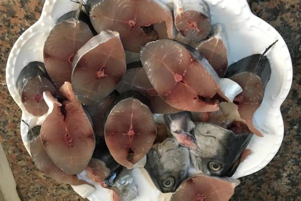 馬鮫魚的功效與作用及禁忌 馬鮫魚營養價值