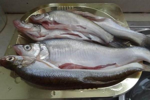 白條魚怎么吃 白條魚怎么做好吃又簡單