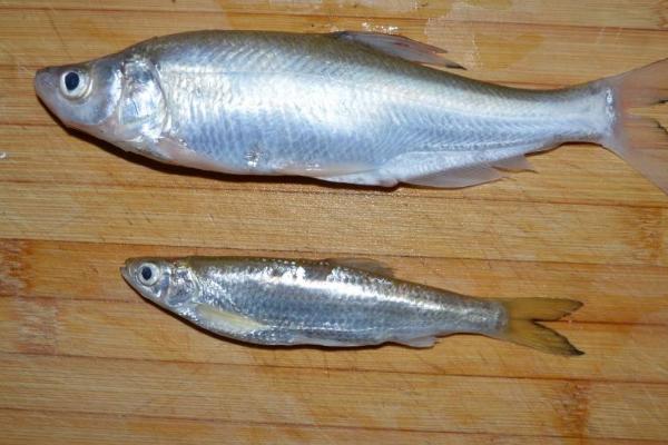 白條魚怎么吃 白條魚怎么做好吃又簡單