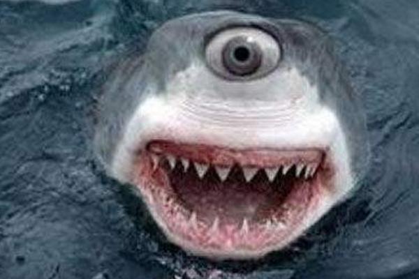 獨眼鯊魚真的存在嗎 獨眼鯊魚怎么形成的