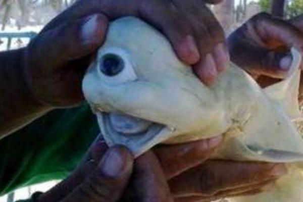 獨眼鯊魚真的存在嗎 獨眼鯊魚怎么形成的