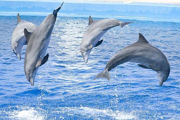 獨眼鯊魚真的存在嗎 獨眼鯊魚怎么形成的