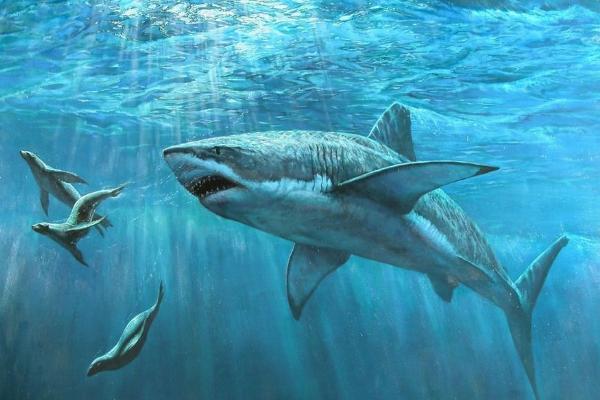 獨眼鯊魚真的存在嗎 獨眼鯊魚怎么形成的