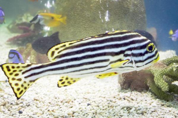 斑馬魚怎么分公母  斑馬魚壽命是多少