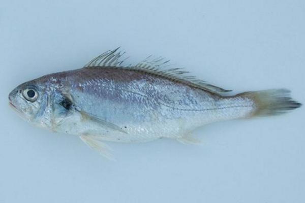 白姑魚市場(chǎng)價(jià)格多少錢一斤 白姑魚的營(yíng)養(yǎng)價(jià)值