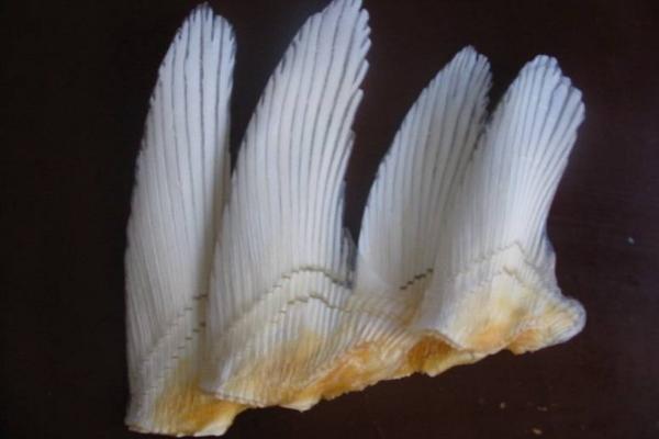 鯊魚骨的功效與作用及禁忌 鯊魚骨怎么吃